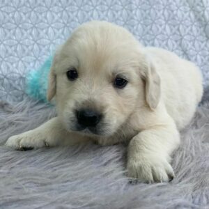 english cream golden retriever