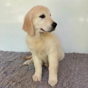 golden retrievers for sale near me