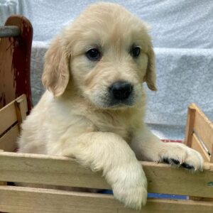 golden retriever puppies for sale near me