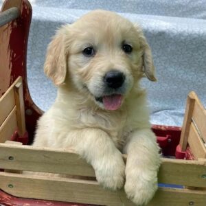 golden retriever adoption