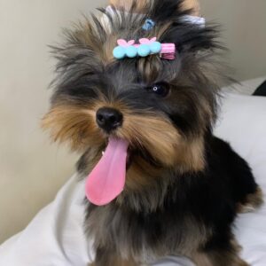 yorkshire terrier puppy for adoption