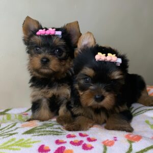 teacup yorkshire terrier