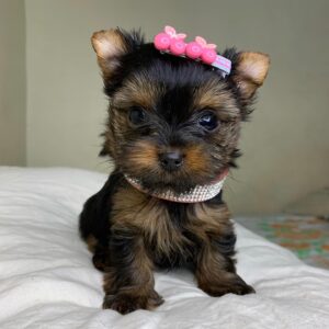 yorkshire terrier for sale