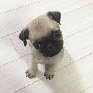 Pug Puppies for sale $200