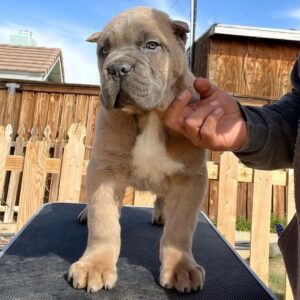 cane corso dog