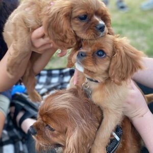 cavalier king charles spaniel puppies for sale near me