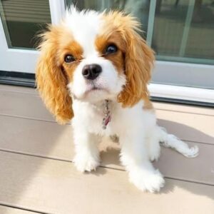 cavalier king charles spaniel for sale