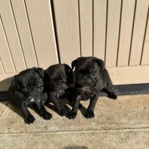 pug puppies