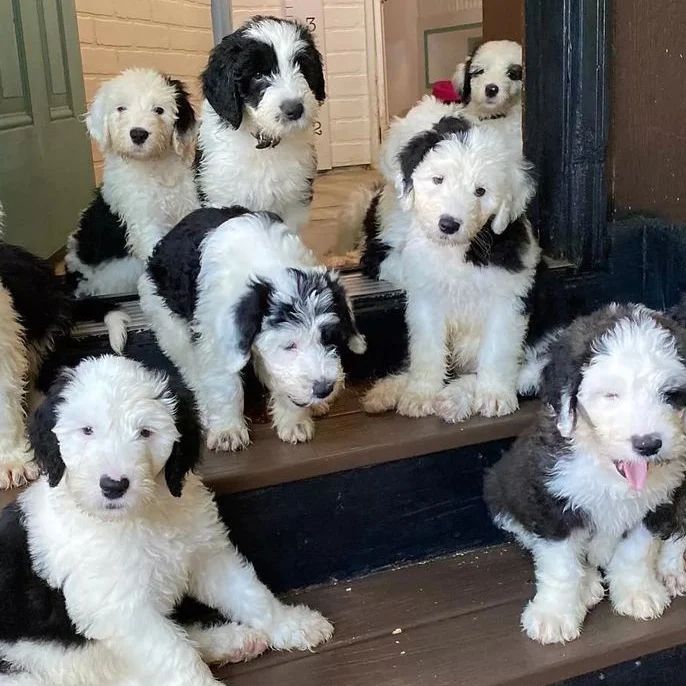 Miniature Sheepadoodle Puppies for Sale