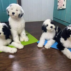 Sheepadoodle Puppies For Sale