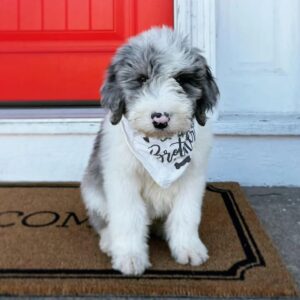 sheepadoodle for sale