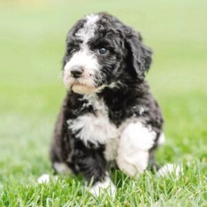 Sheepadoodle