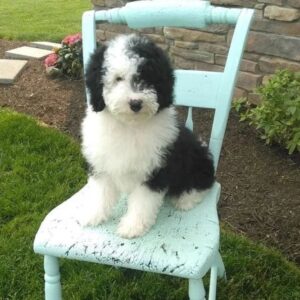 Sheepadoodle puppies for sale near me