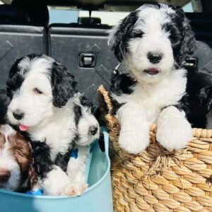 Mini sheepadoodle puppies for sale