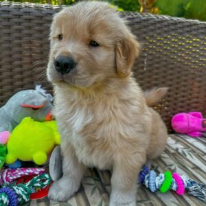 golden retriever puppy