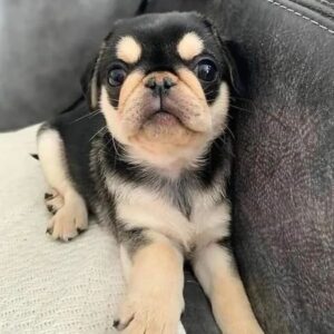 pugs puppies for sale near me