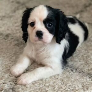 Teacup cavalier king charles spaniel puppies for sale