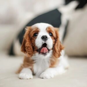 cavalier king charles spaniel puppies for sale near me