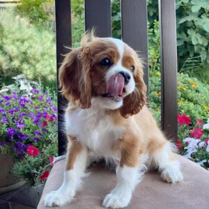 cavalier spaniels for sale