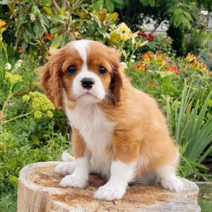 Cavalier king charles puppy for sale