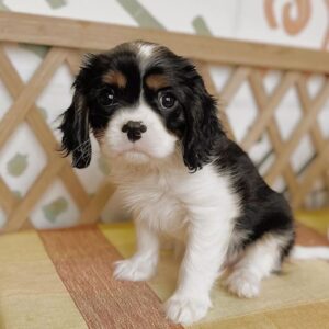 cavalier king charles spaniels