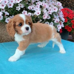 king charles cavalier spaniel