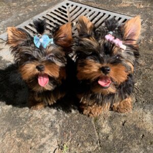 yorkshire terrier puppies for sale