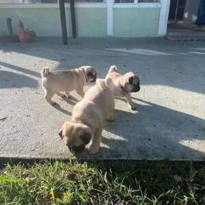 pug puppies for sale near me