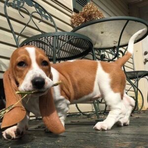 basset hound puppies for sale