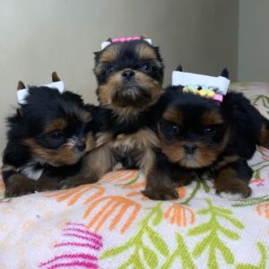 Yorkshire Terrier Puppies For Sale Uk