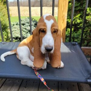 Basset Hound