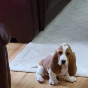 Basset Hounds