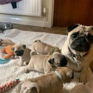 pug puppies for sale