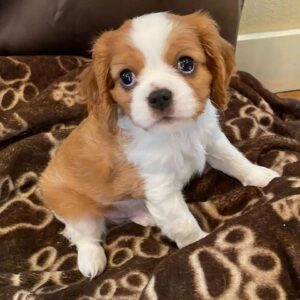 cavalier king charles spaniel puppies for sale in pa