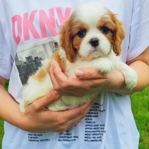 king charles puppy for sale