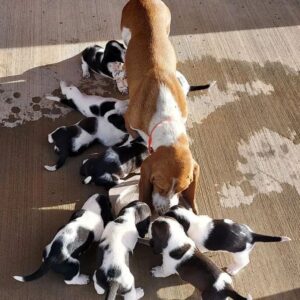 basset hound puppies