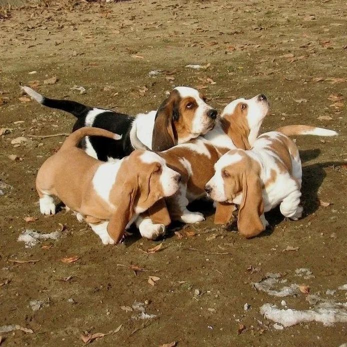 Basset Hound