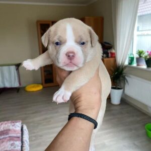 American Bully