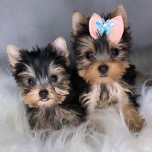 yorkshire terrier puppies