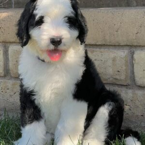 sheepadoodle puppies