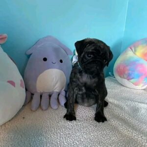 free pug puppies near me