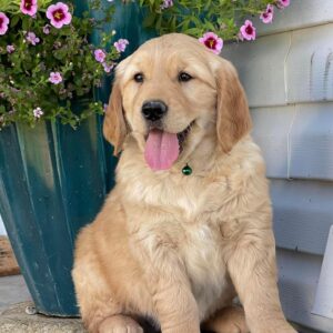 golden retriever adoption near me