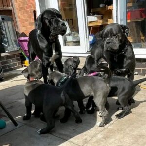 cane corso puppies