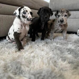 great dane mix puppies for adoption