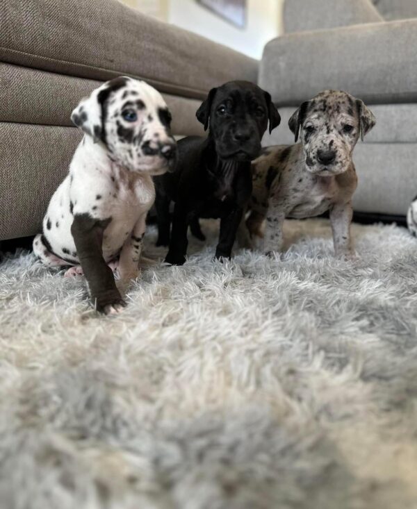 great dane mix puppies for adoption