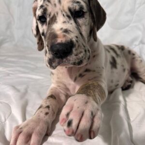 great dane puppies for sale