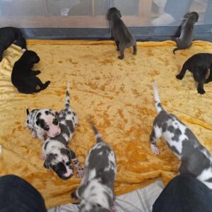 Great dane puppies