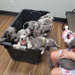 great dane lifespan