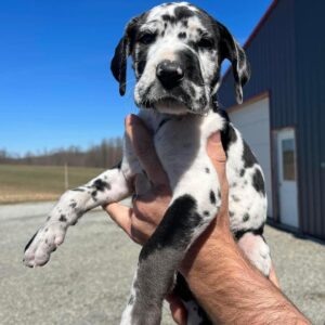 great dane puppy