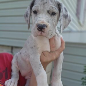 great dane puppies for free adoption